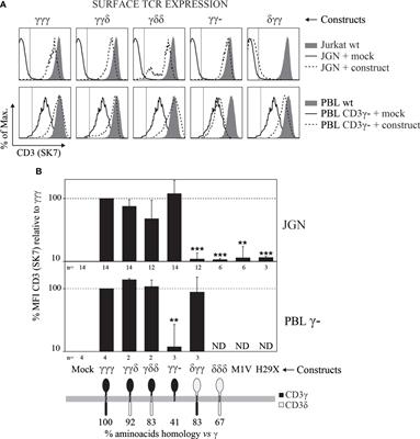 The role of the different CD3γ domains in TCR expression and signaling